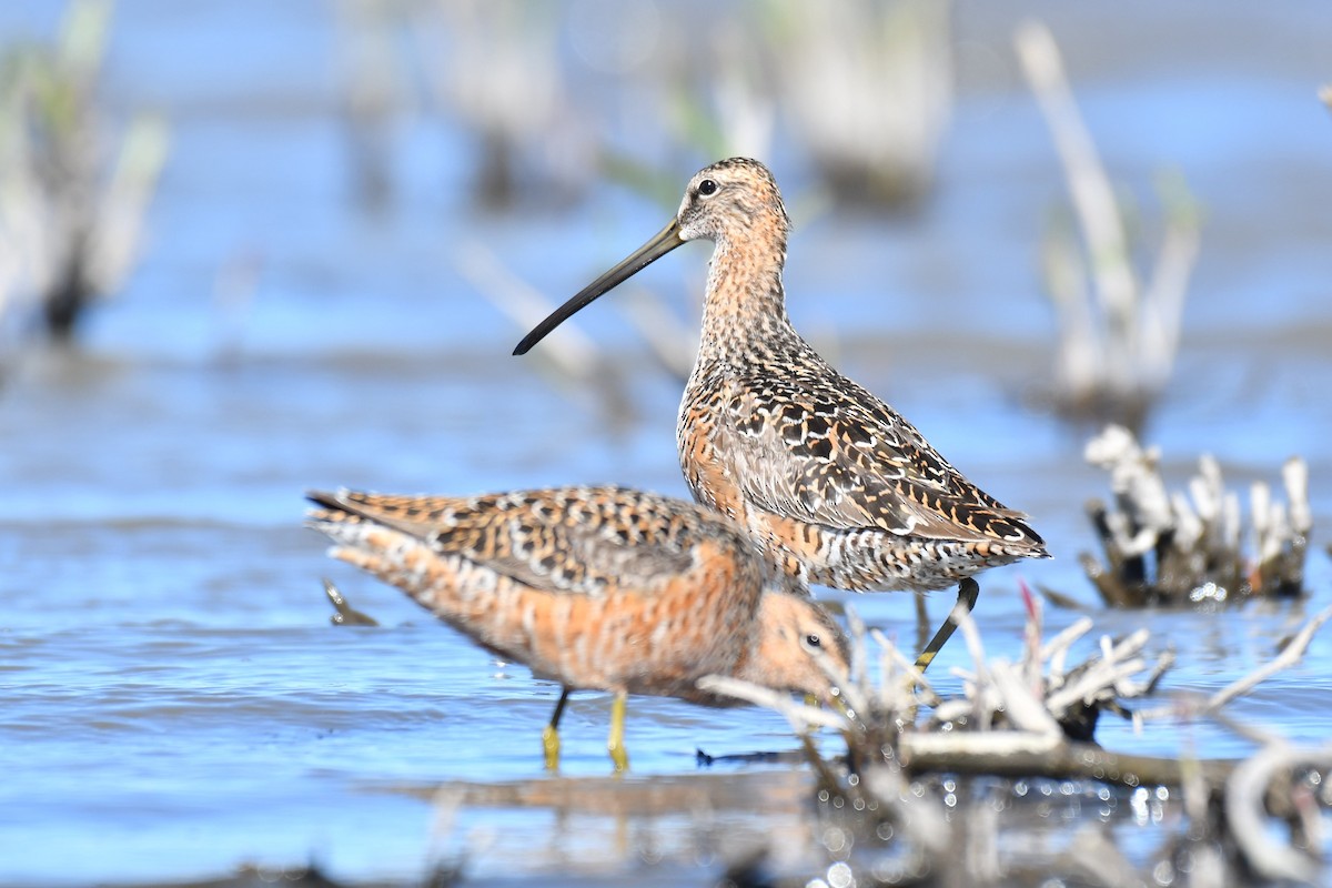 Long-billed Dowitcher - ML339446081