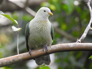  - Gray-green Fruit-Dove