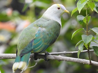  - Gray-green Fruit-Dove
