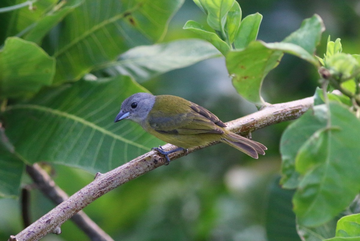White-shouldered Tanager - ML33945841