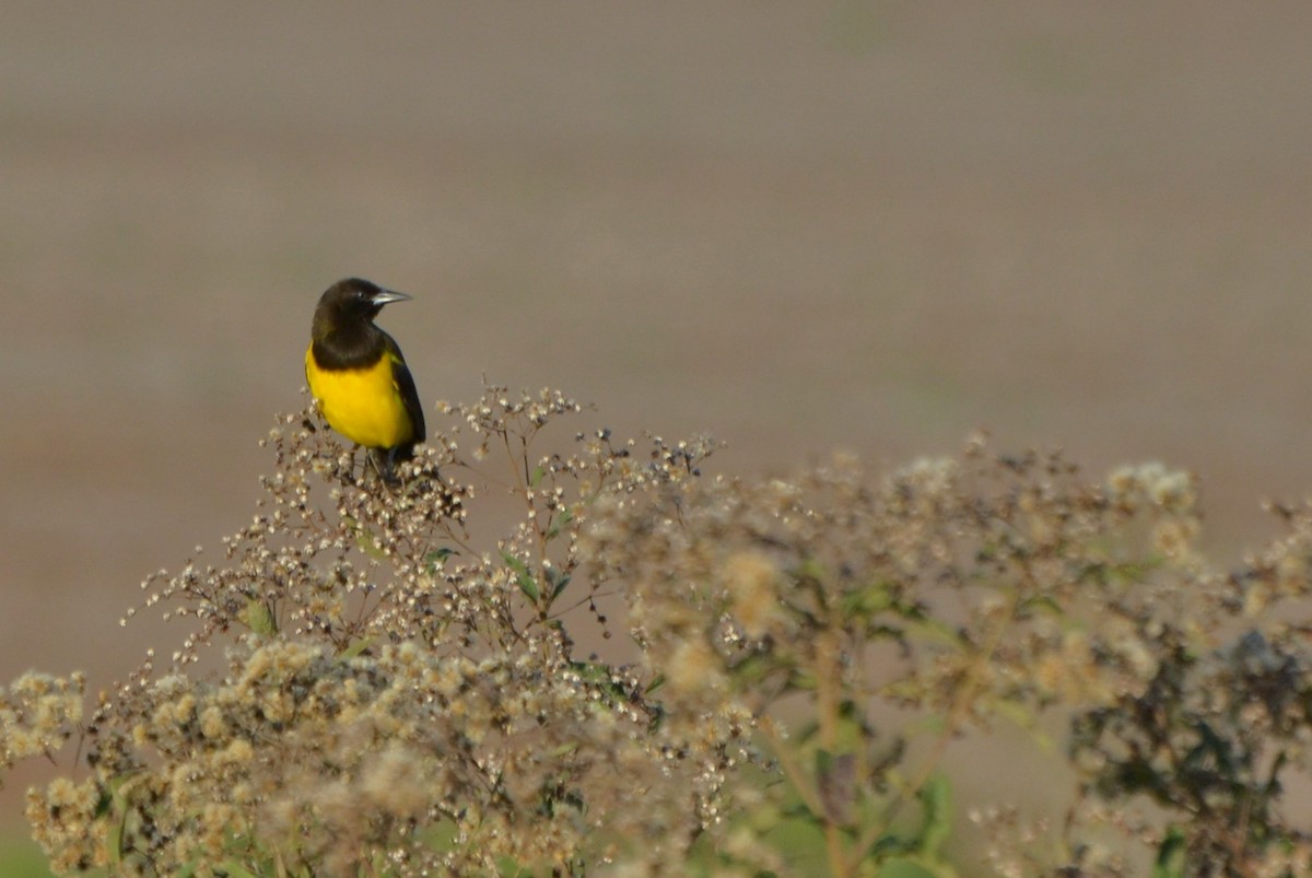 Yellow-rumped Marshbird - Carlos Eduardo Agne