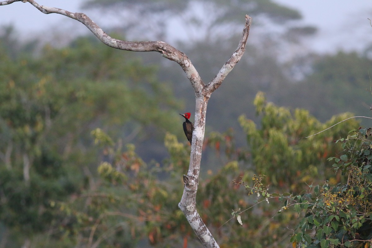 Crimson-crested Woodpecker - Oliver Burton