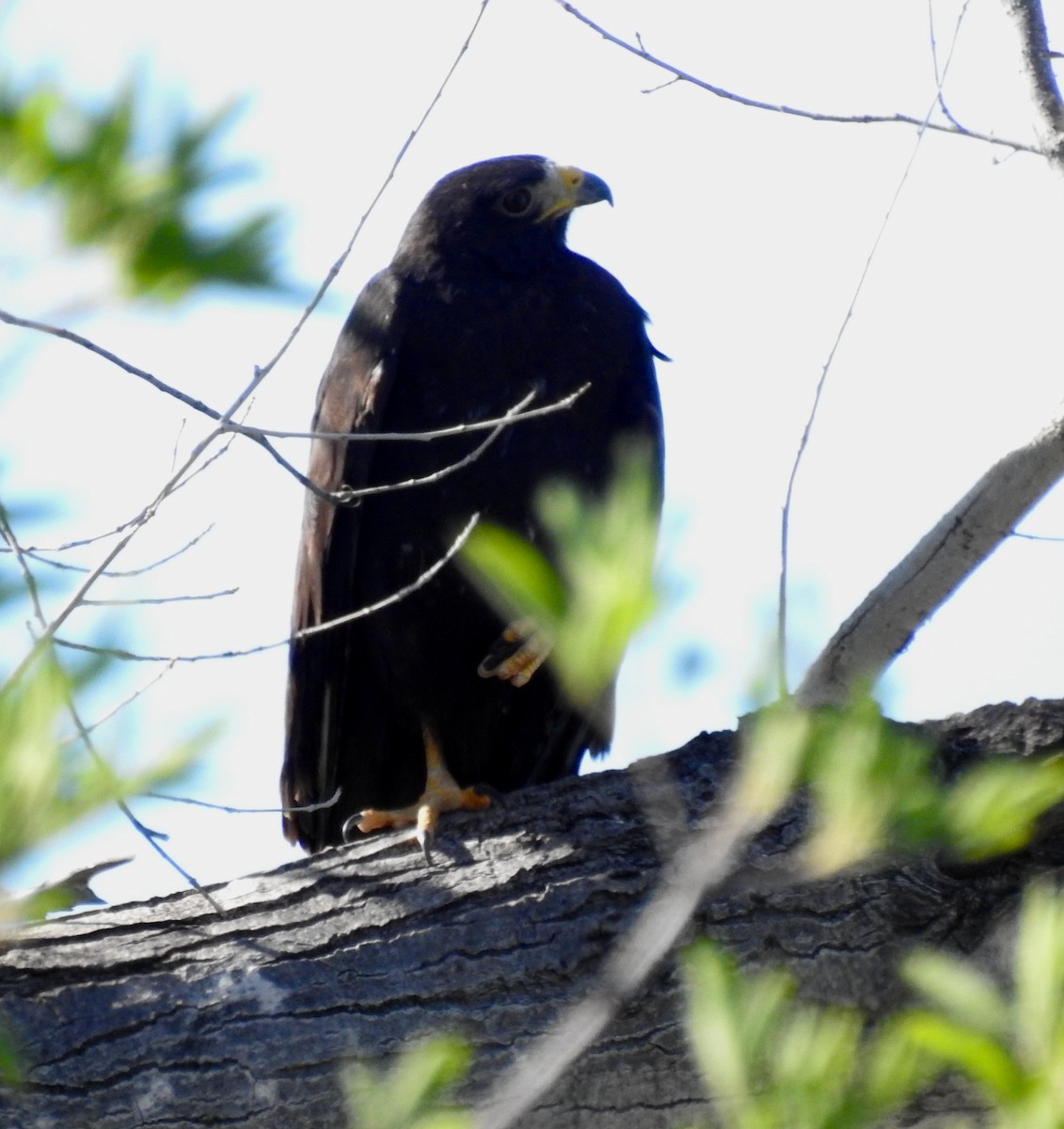 Zone-tailed Hawk - Jean Hengesbaugh
