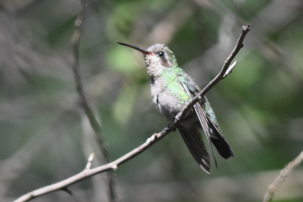 Broad-billed Hummingbird - Caleb Strand