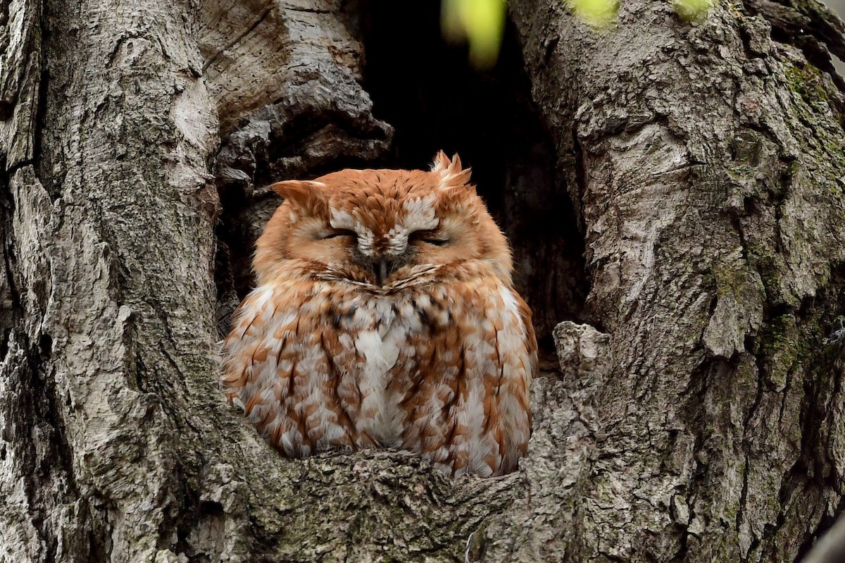 Eastern Screech-Owl - Steeve R. Baker