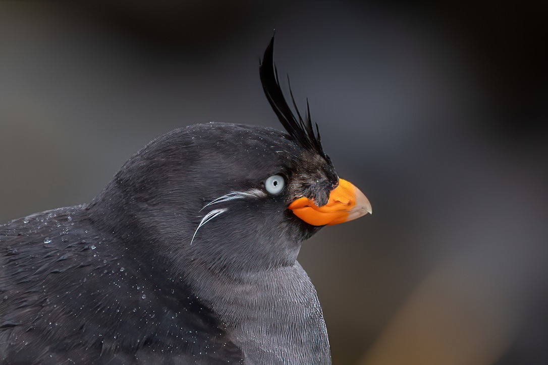 Crested Auklet - ML339468501