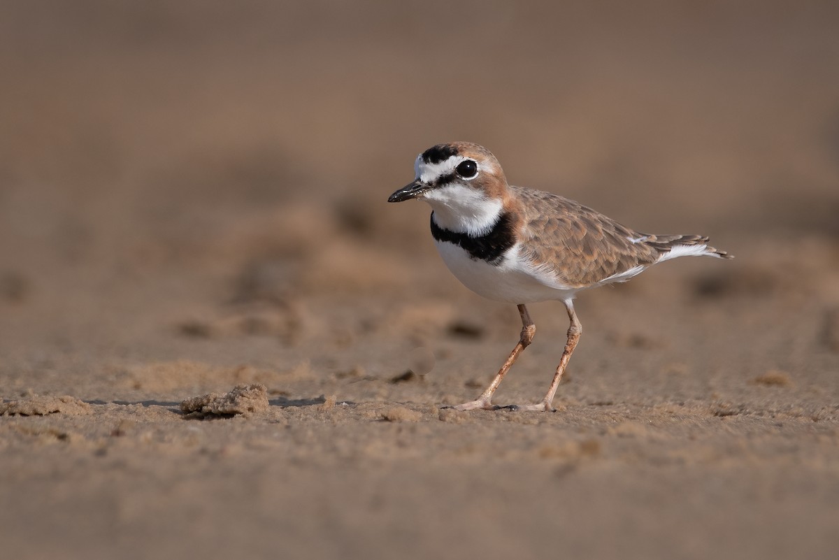 Collared Plover - ML339469261