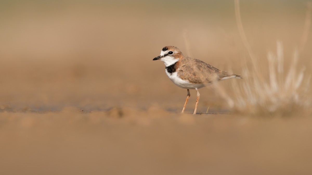 Collared Plover - ML339469281