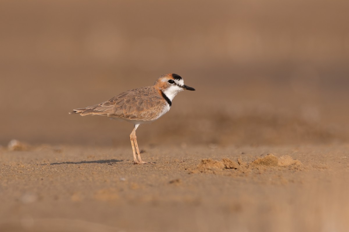 Collared Plover - ML339469291