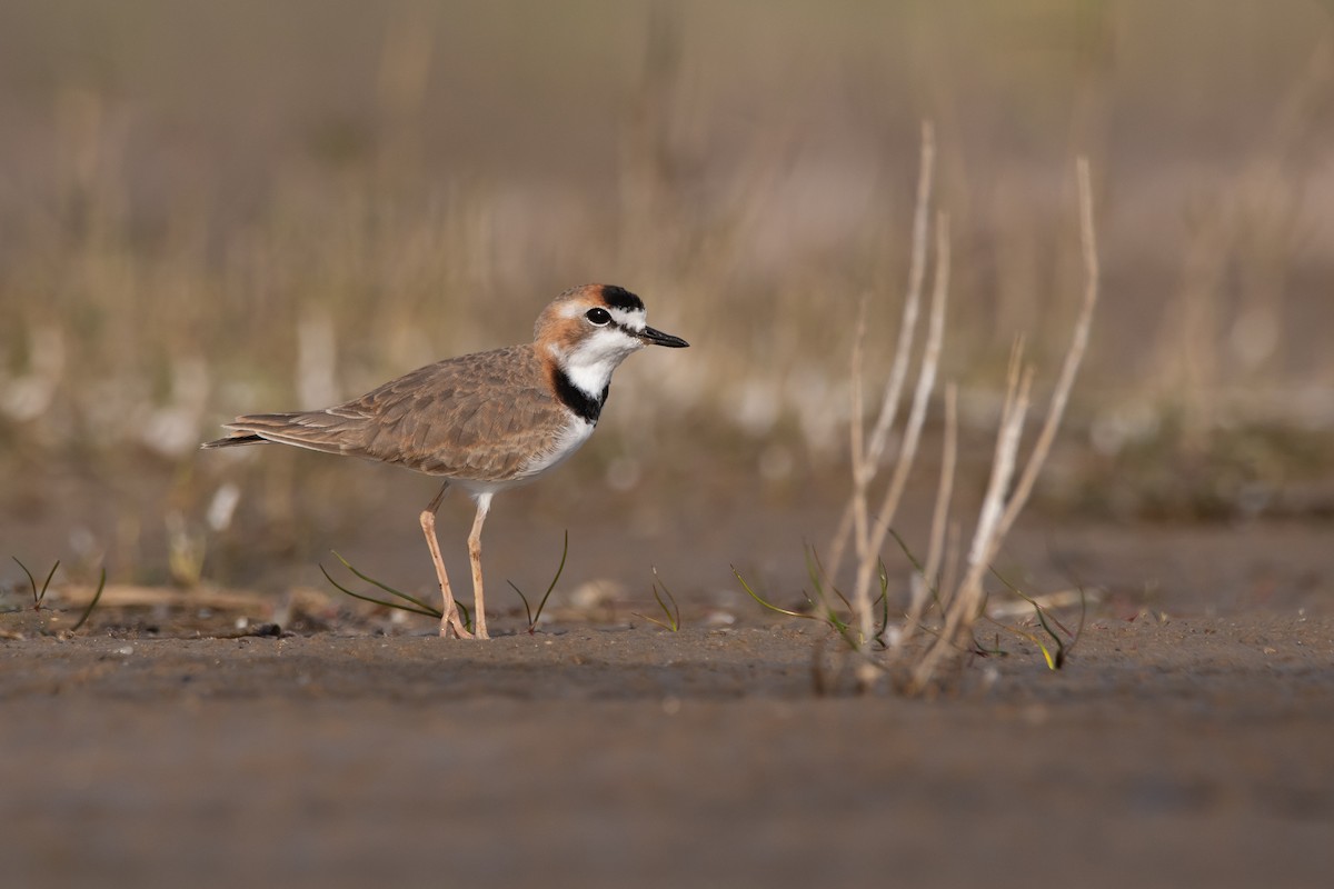 Collared Plover - ML339469301