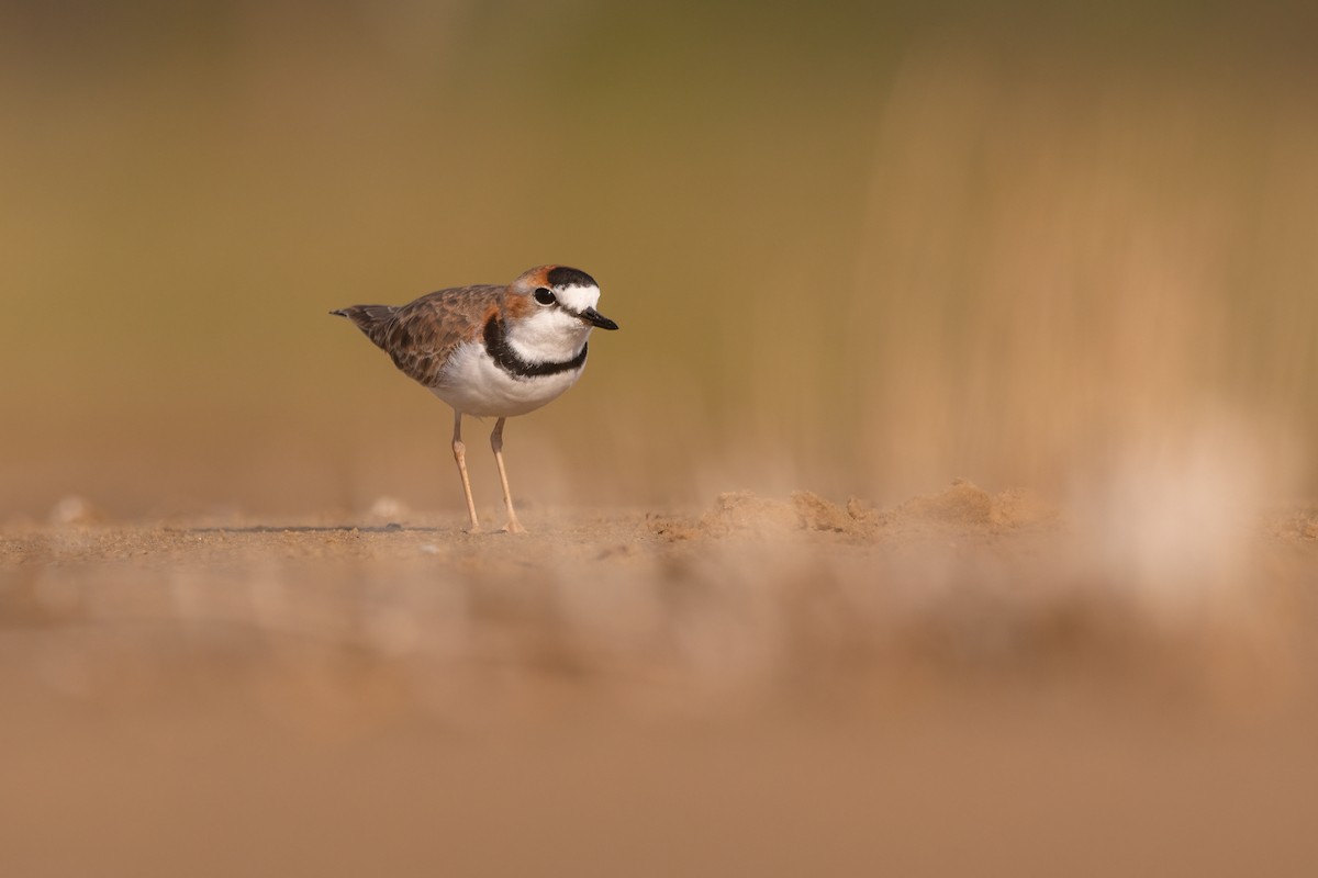 Collared Plover - ML339469331