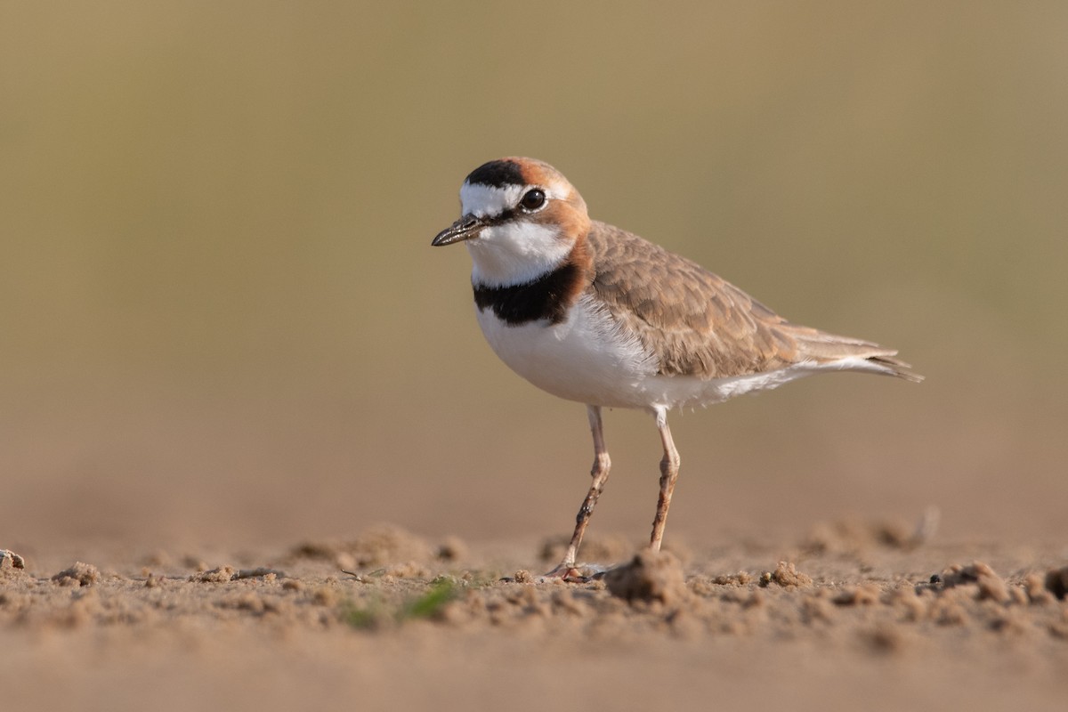 Collared Plover - ML339469431