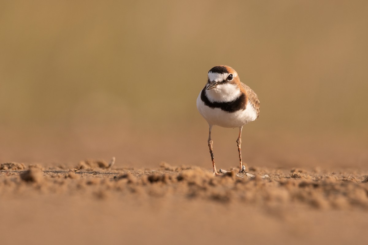 Collared Plover - ML339469481