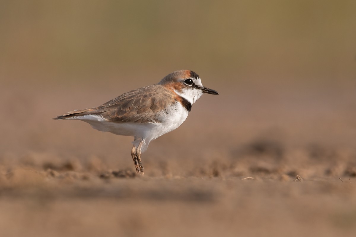 Collared Plover - ML339469491