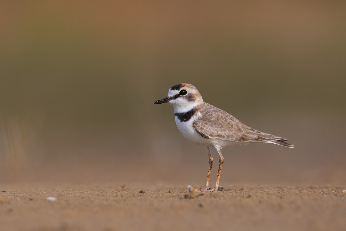 Collared Plover - ML339469501