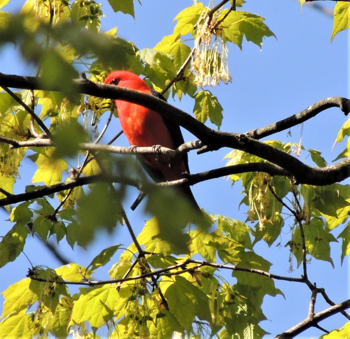 Scarlet Tanager - ML339471281