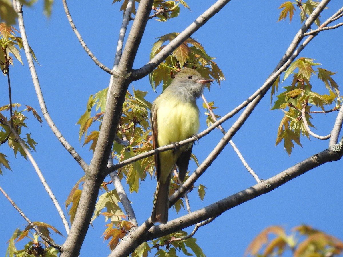 Great Crested Flycatcher - ML339471541