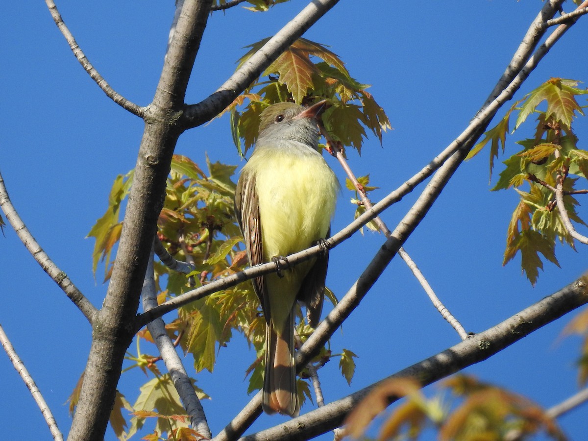 Great Crested Flycatcher - ML339471601