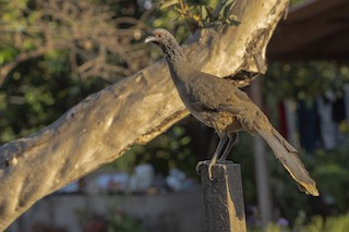 West Mexican Chachalaca, ML339480361