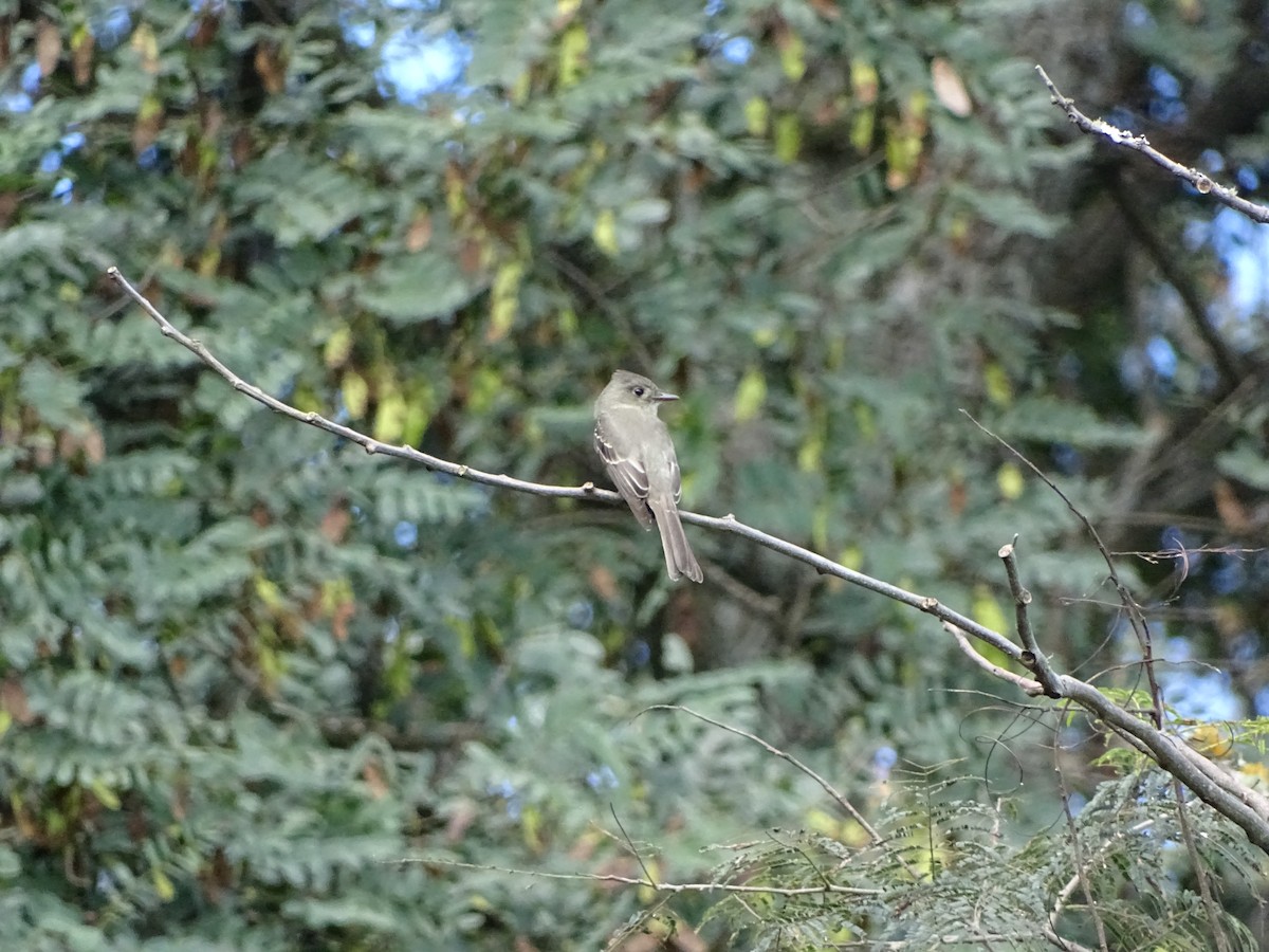 Southern Tropical Pewee - ML339482301