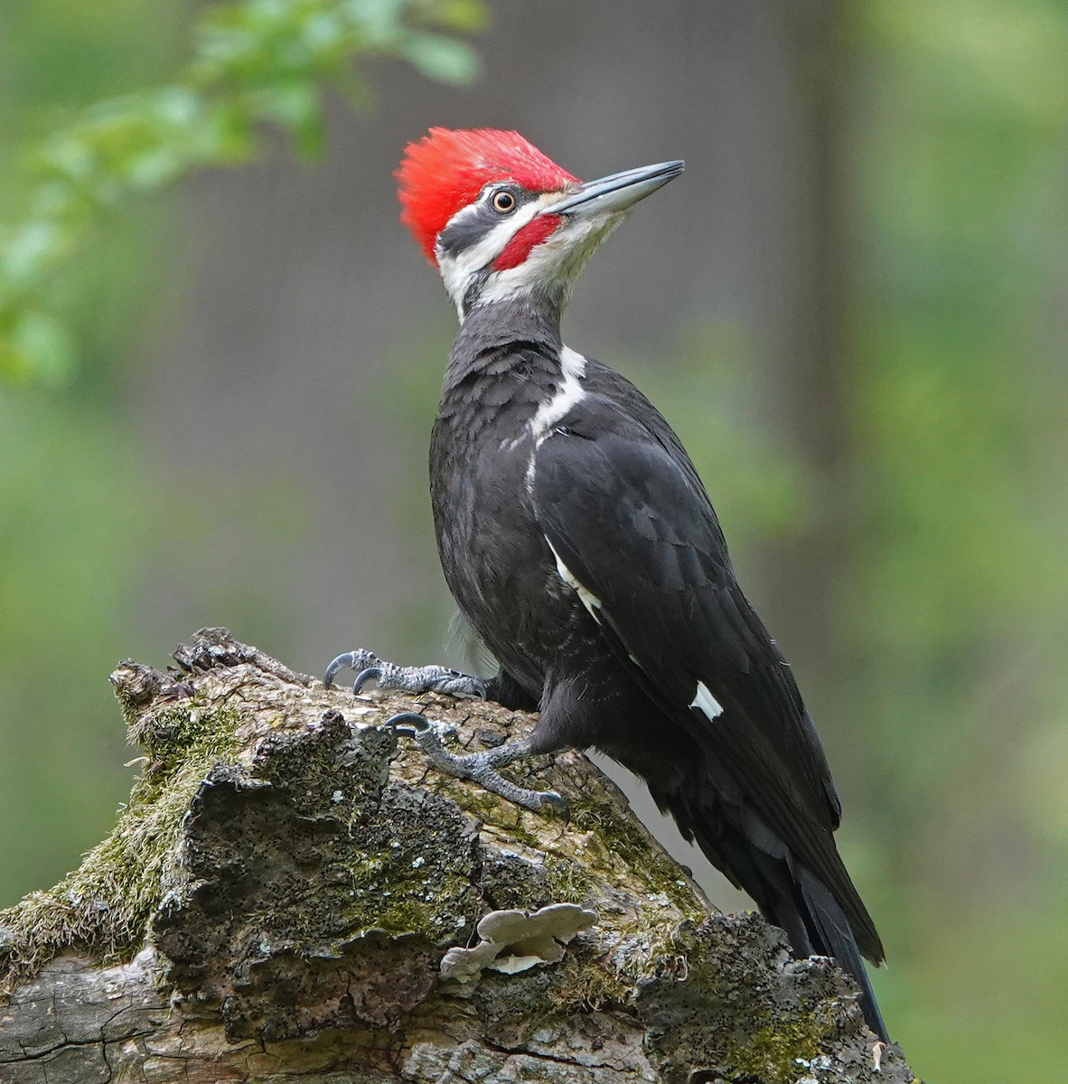 Pileated Woodpecker - Lin McGrew
