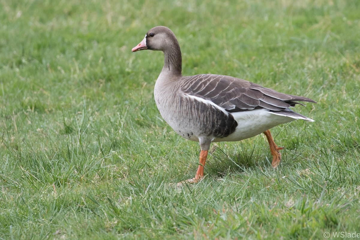 Greater White-fronted Goose - ML339486981