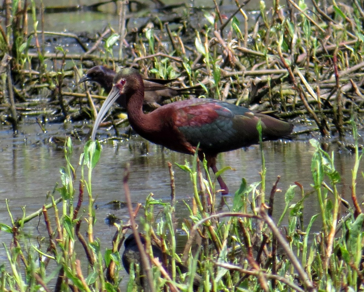 White-faced Ibis - Pam Campbell