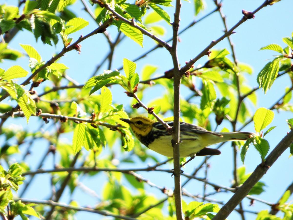 Black-throated Green Warbler - ML339500391