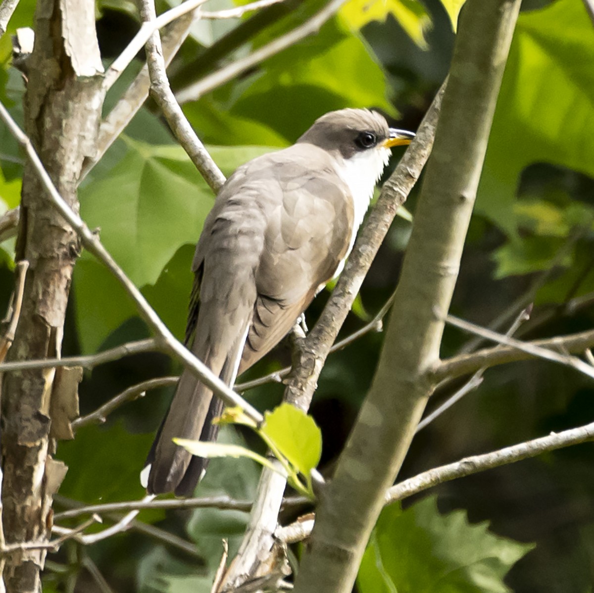 Yellow-billed Cuckoo - ML339502081