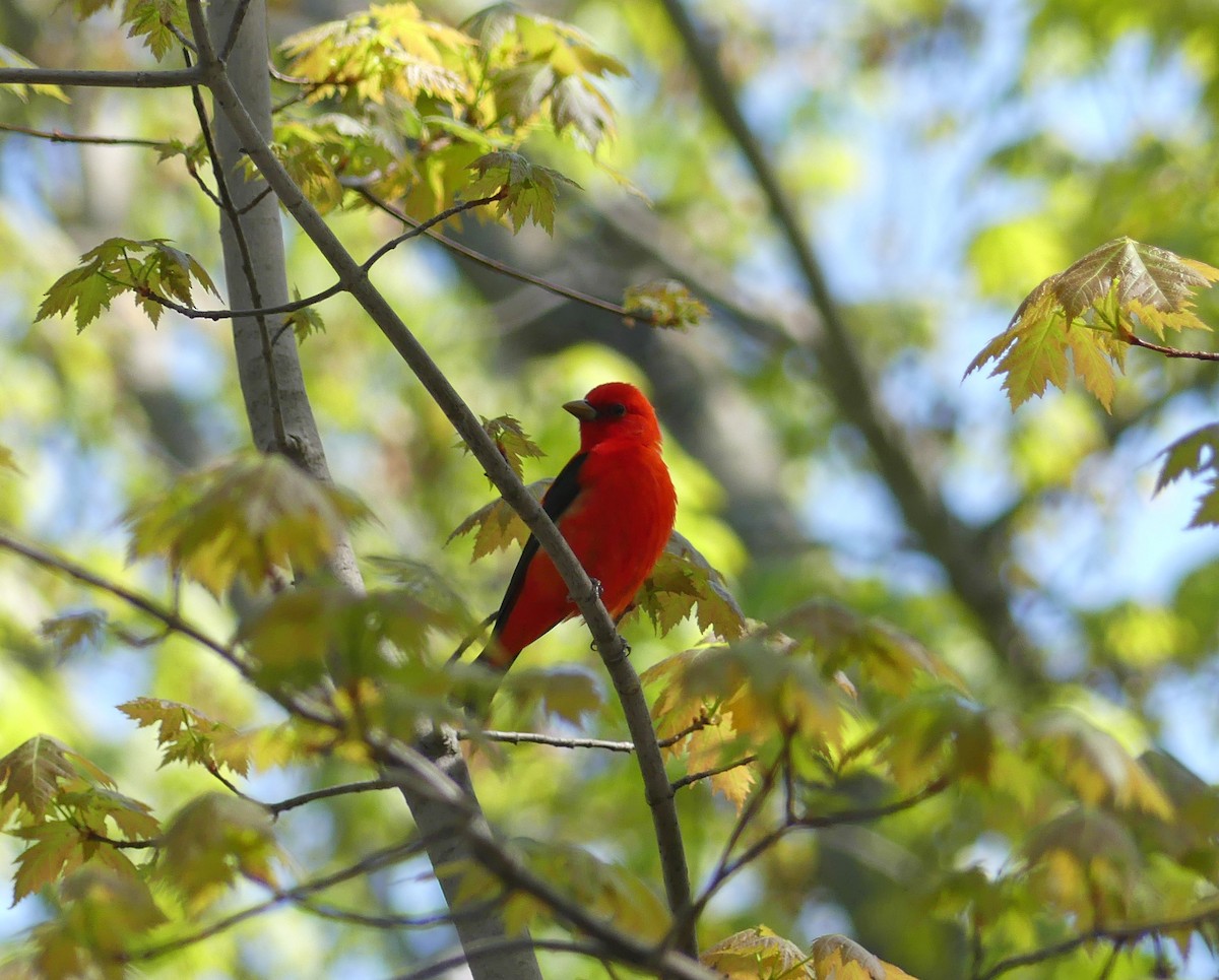 Scarlet Tanager - ML339527711