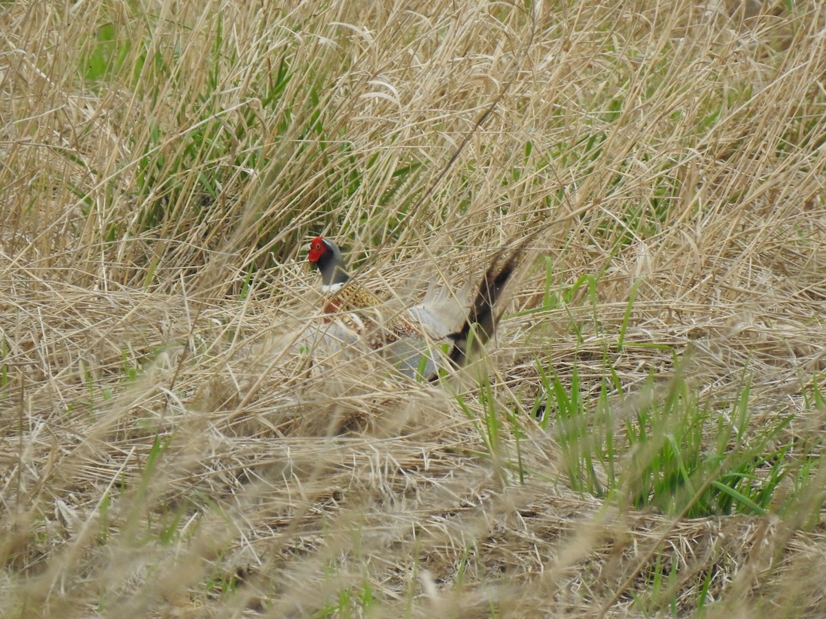 Ring-necked Pheasant - ML339536431