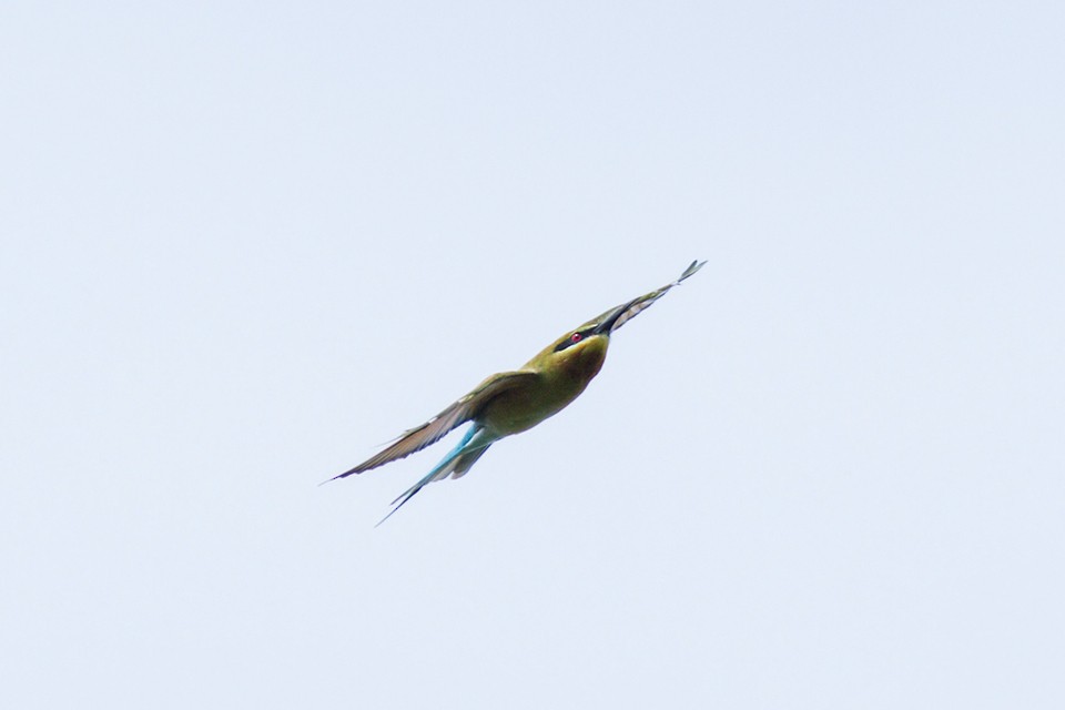 Blue-tailed Bee-eater - Wich’yanan Limparungpatthanakij