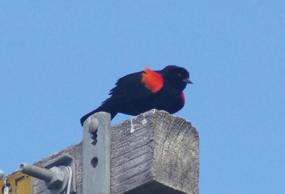 Red-winged Blackbird - ML339542991