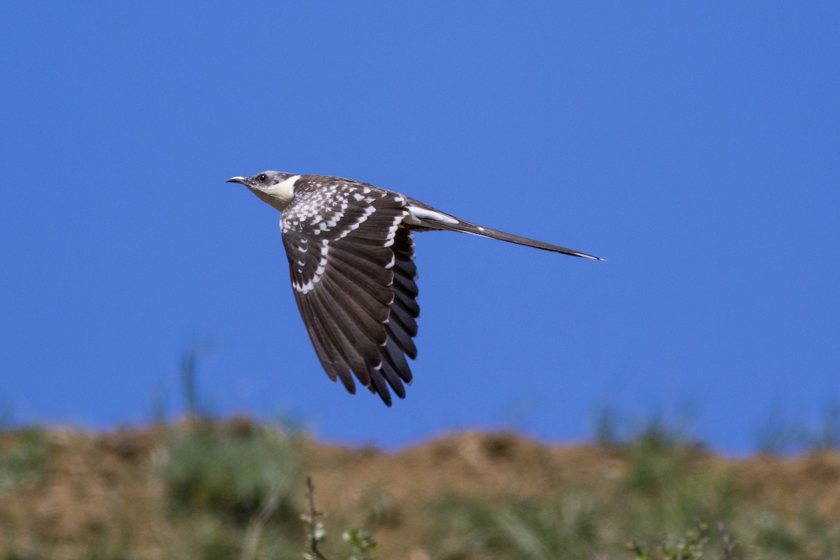 Great Spotted Cuckoo - ML339543881