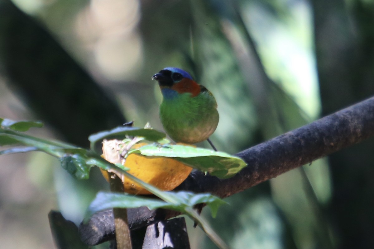 Red-necked Tanager - ML339547261