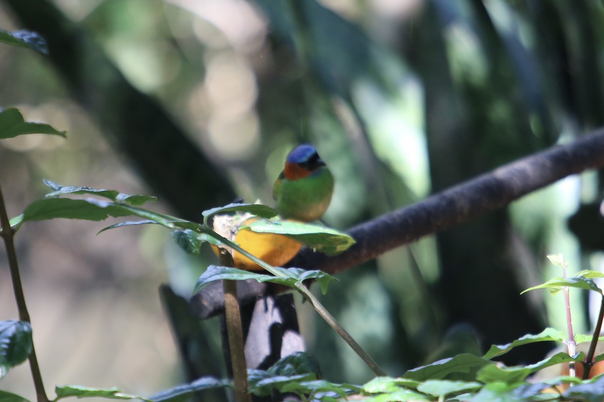 Red-necked Tanager - ML339547281