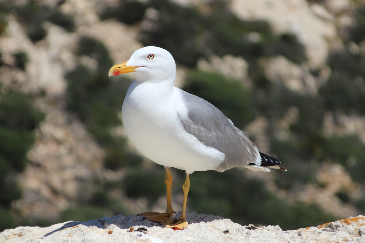 Yellow-legged Gull - ML339549151
