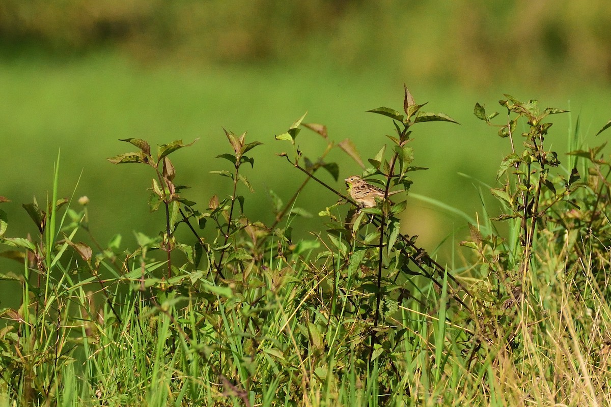 Grasshopper Sparrow - Alberto Lobato (El Chivizcoyo)