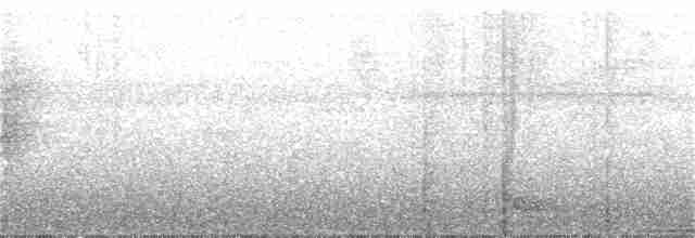 Широкохвістка меланезійська - ML33955621