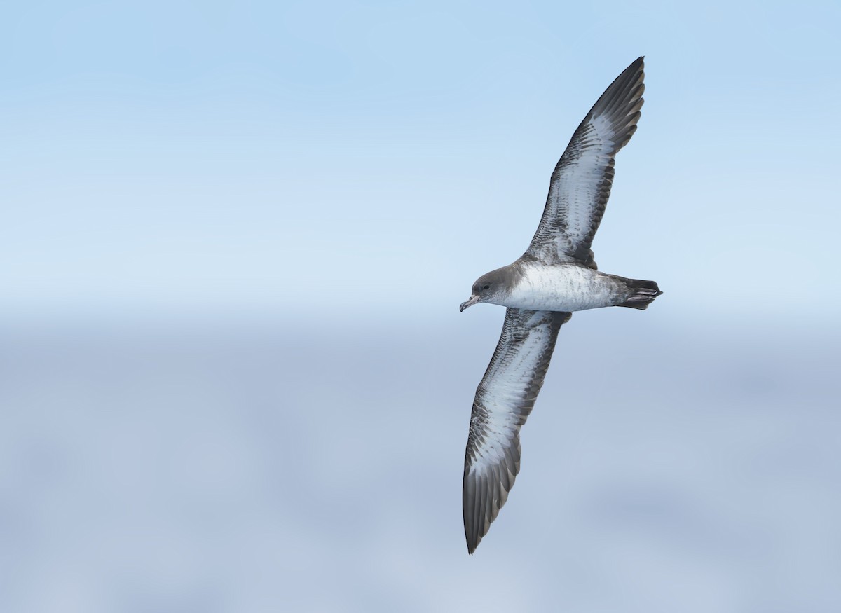 Pink-footed Shearwater - Anonymous