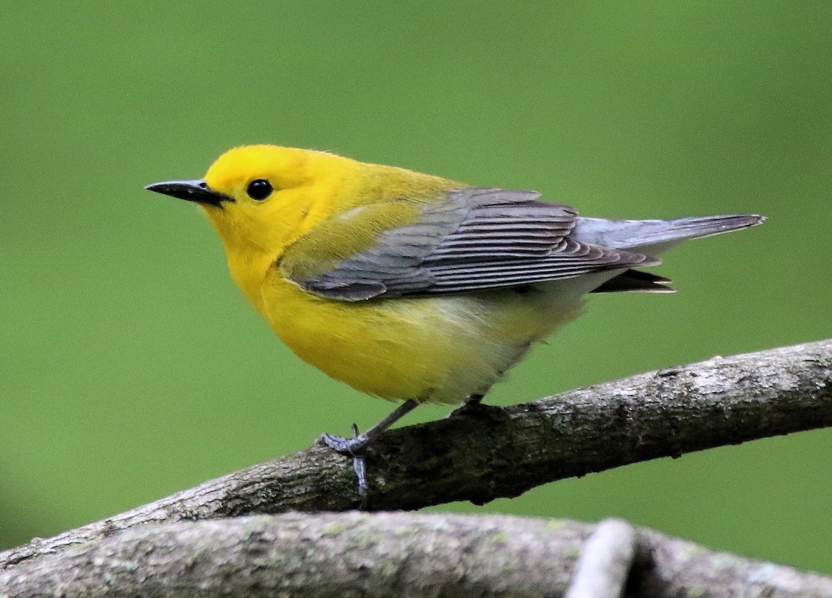 Prothonotary Warbler - Randall Everts