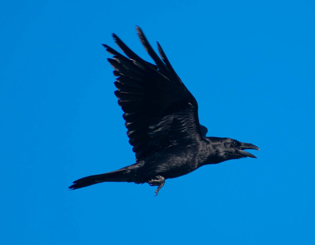 Common Raven - João  Esteves