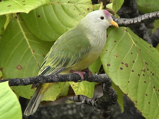 Atoll Fruit-Dove - Ptilinopus coralensis - Birds of the World