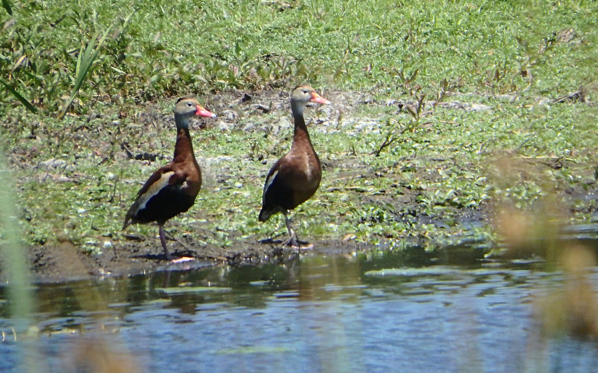 Black-bellied Whistling-Duck - Jim O'Neill