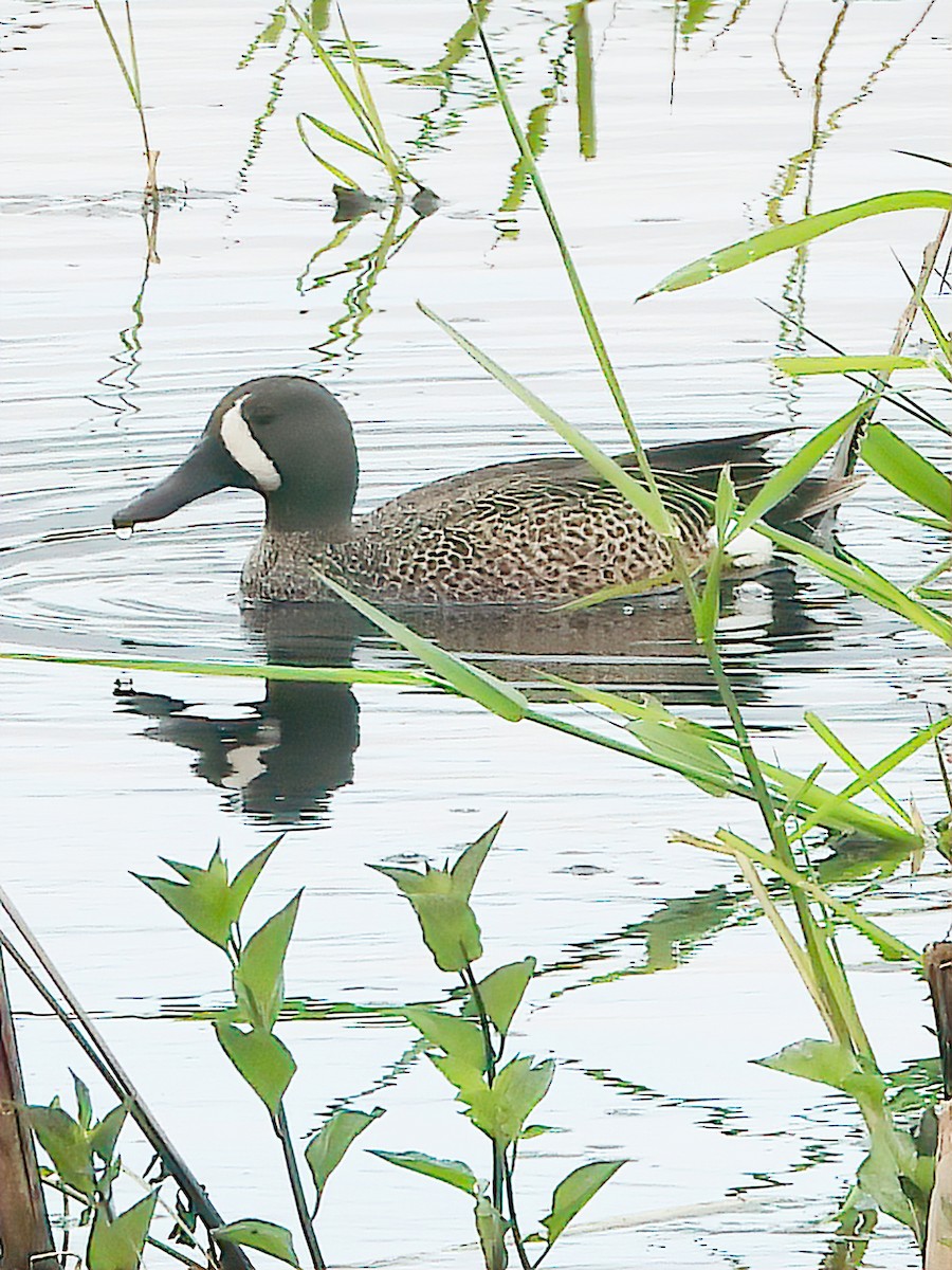 Blue-winged Teal - ML339564851