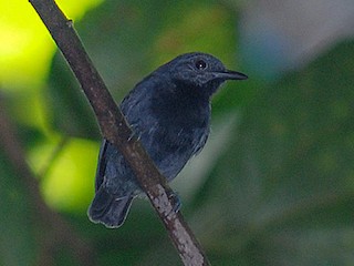  - Plain-winged Antwren