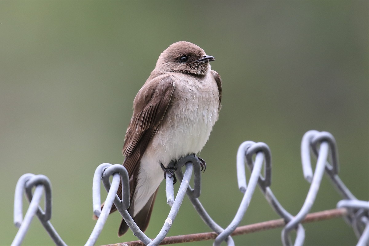Northern Rough-winged Swallow - ML339574421