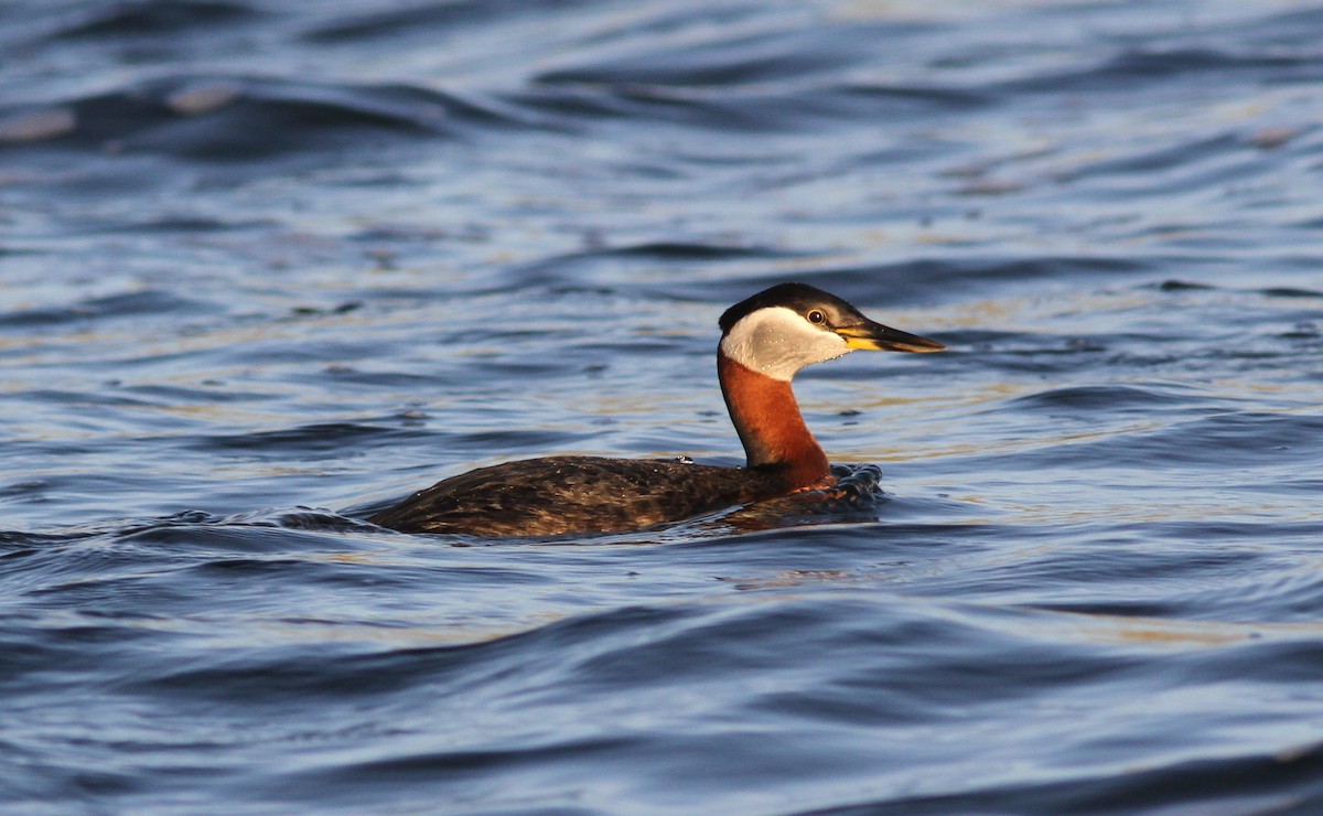 Red-necked Grebe - Tom Beeke