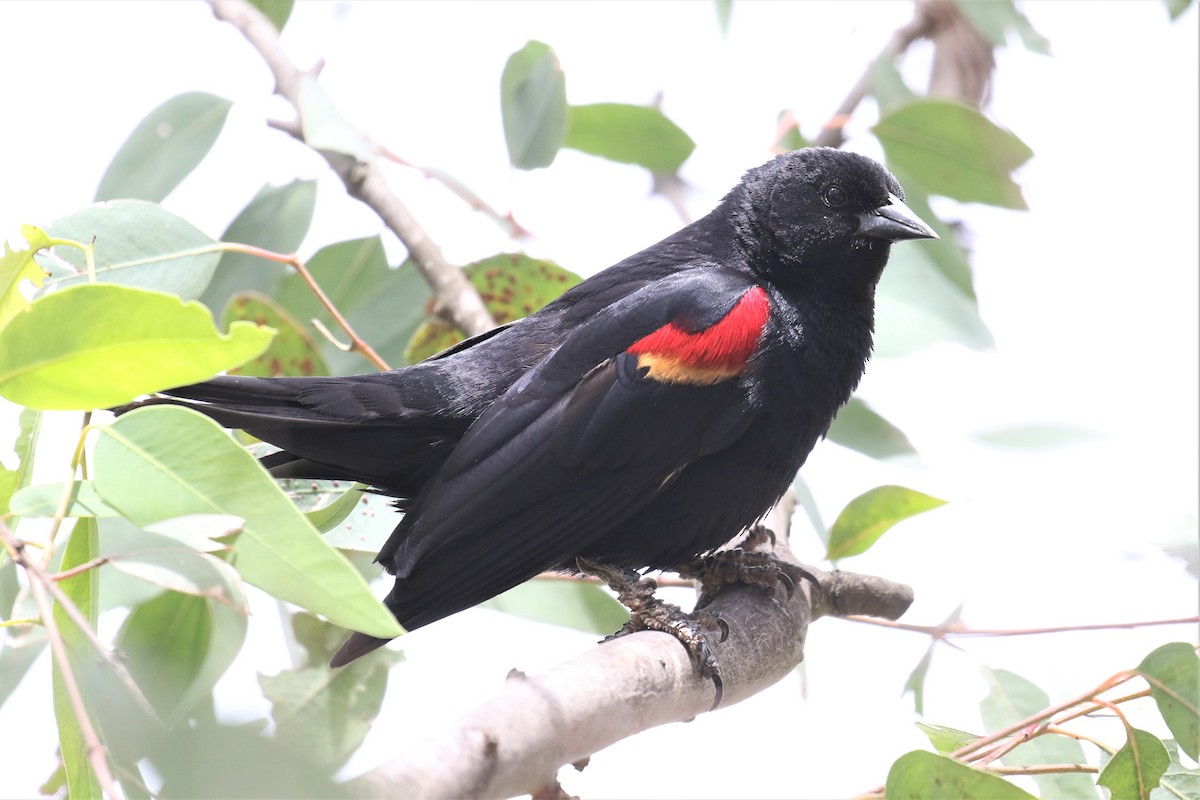 Red-winged Blackbird - ML339575051