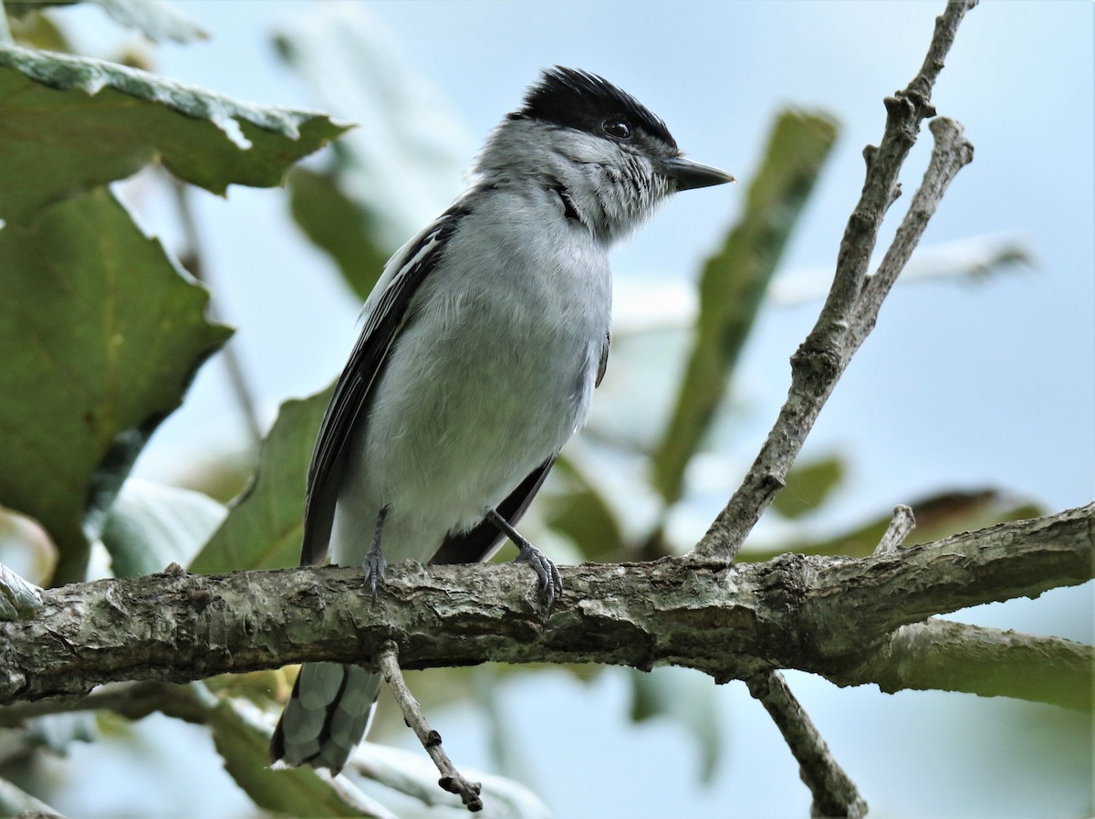 Gray-collared Becard - Josue  de León Lux (Birding Guide) josuedeleonlux@gmail.com +502 3068 8988